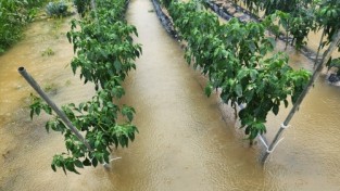 영주시, 폭우에 따른 농작물 사후관리 철저 당부