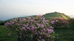 마지막 봄꽃, 연분홍빛 ‘철쭉’의 향연…‘영주 소백산철쭉제’ 27일 개막