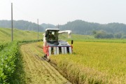 영주시, 쌀 적정생산 사업 추진…올해 벼 재배면적 45ha 감축 목표