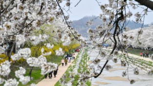 영주시, ‘벚꽃과 함께하는 시민 어울림 한마당’ 성료
