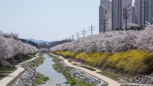 영주시, ‘벚꽃과 함께하는 시민 어울림 한마당’ 개최