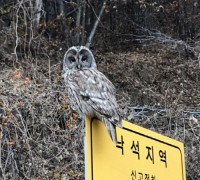 소백산국립공원에서 멸종위기 야생생물Ⅱ급 긴점박이올빼미 첫 서식 확인