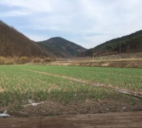 경북도, 유기농 마늘 종합생산기술 현장연구 착수