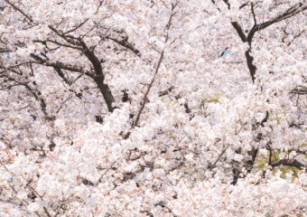 ‘영주의 아름다운 봄’을 사진으로 담다